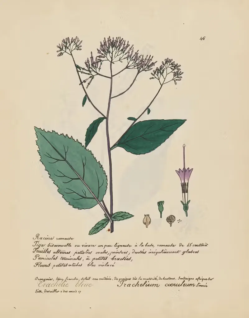 Trachelium coeruleum by Jean Baptiste Louis Letellier, 1848-1849 — digital art print download