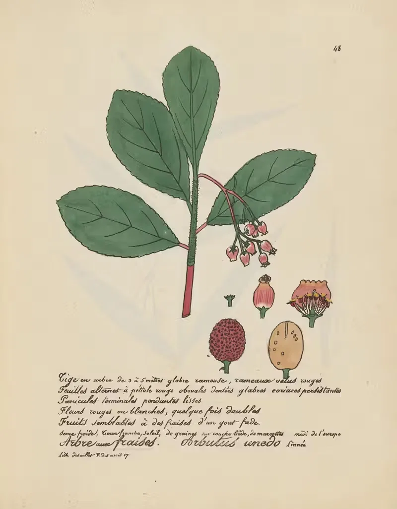 Arbutus unedo by Jean Baptiste Louis Letellier, 1848-1849 — digital art print download