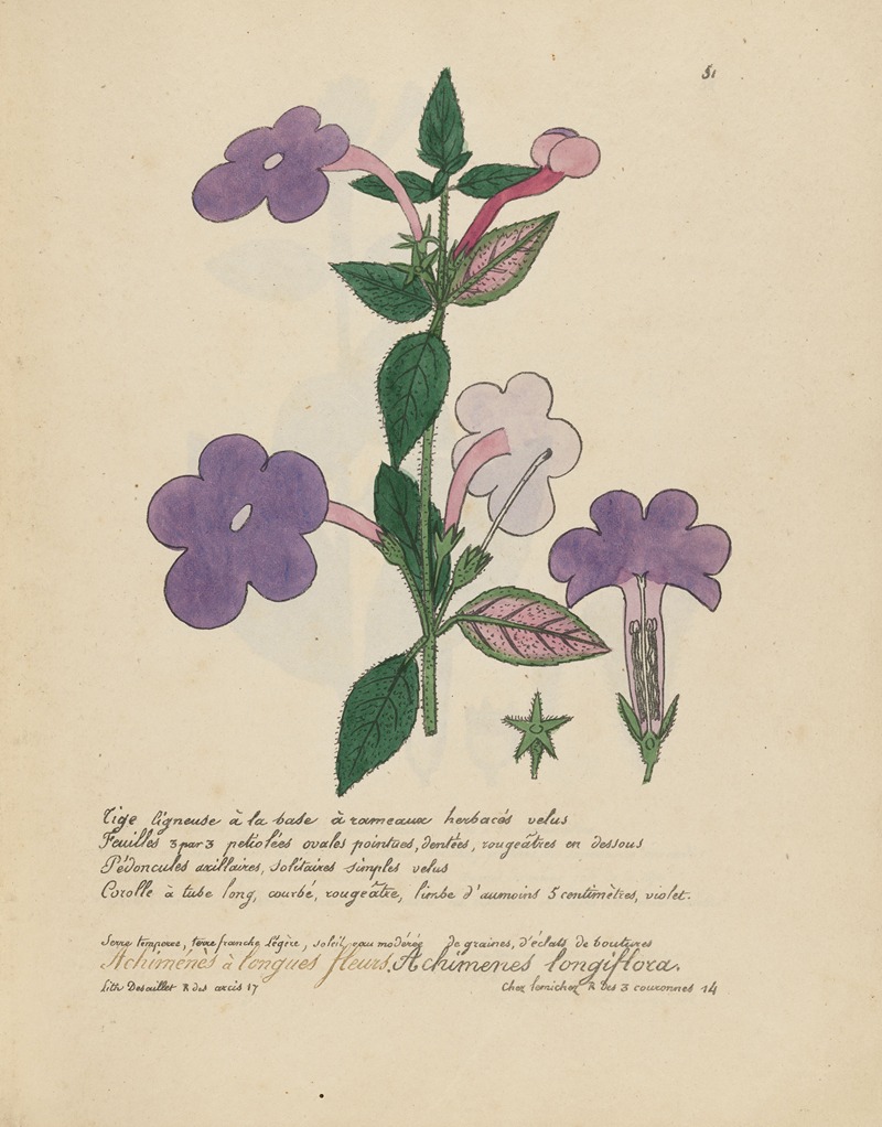 Achimenes longiflora by Jean Baptiste Louis Letellier, 1848-1849 — digital art print download