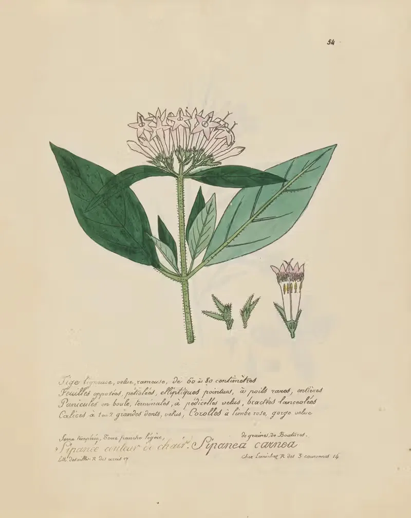 Sipanea carnea by Jean Baptiste Louis Letellier, 1848-1849 — digital art print download