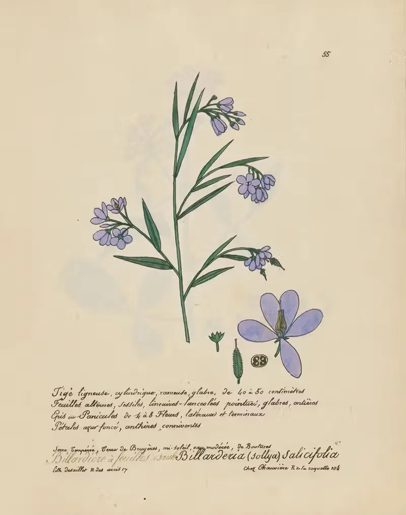 Billarderia (sollya) salicifolia — Jean Baptiste Louis Letellier