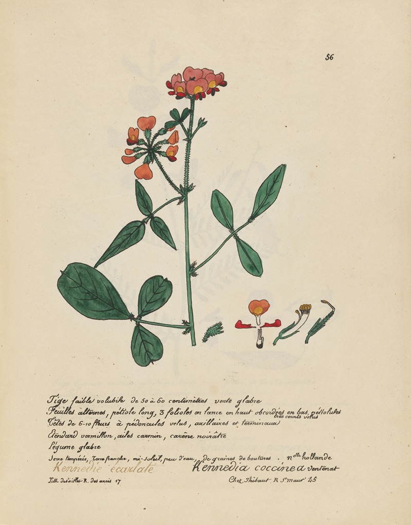 Kennedia coccinea by Jean Baptiste Louis Letellier, 1848-1849 — digital art print download