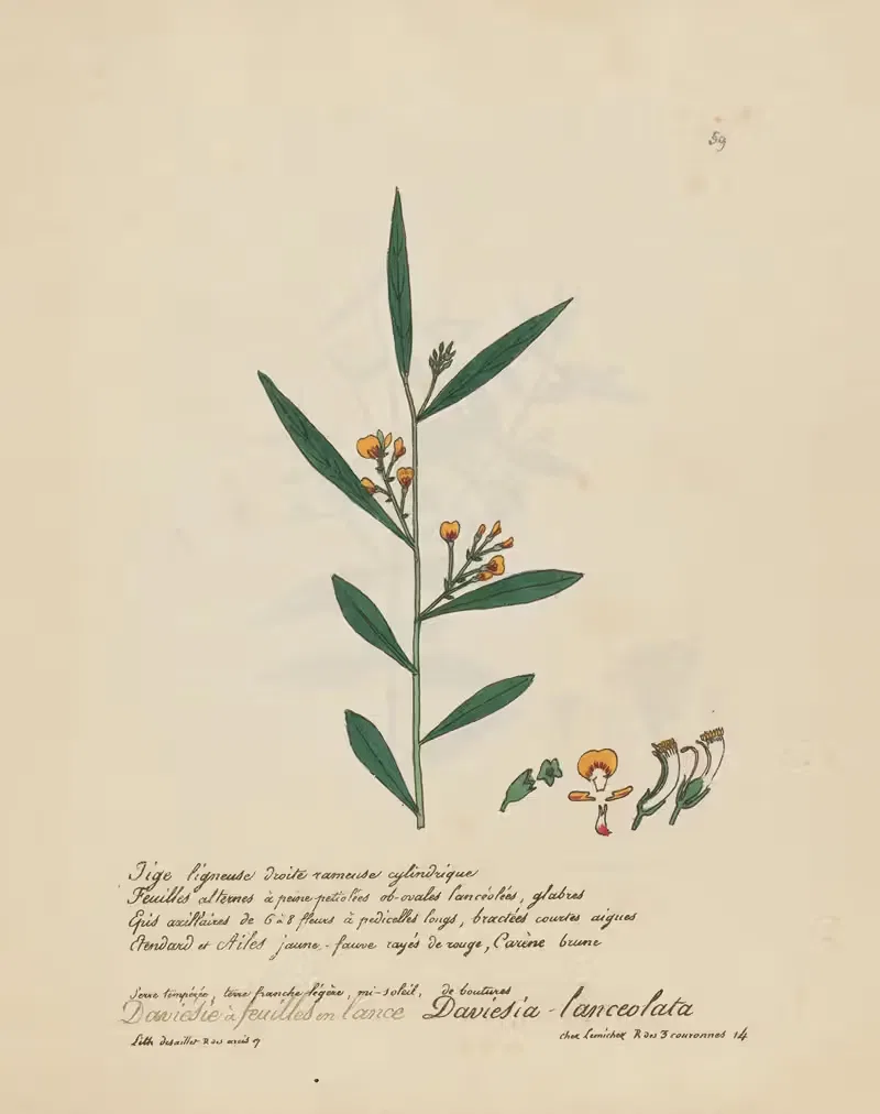 Daviesia lanceolata by Jean Baptiste Louis Letellier, 1848-1849 — digital art print download