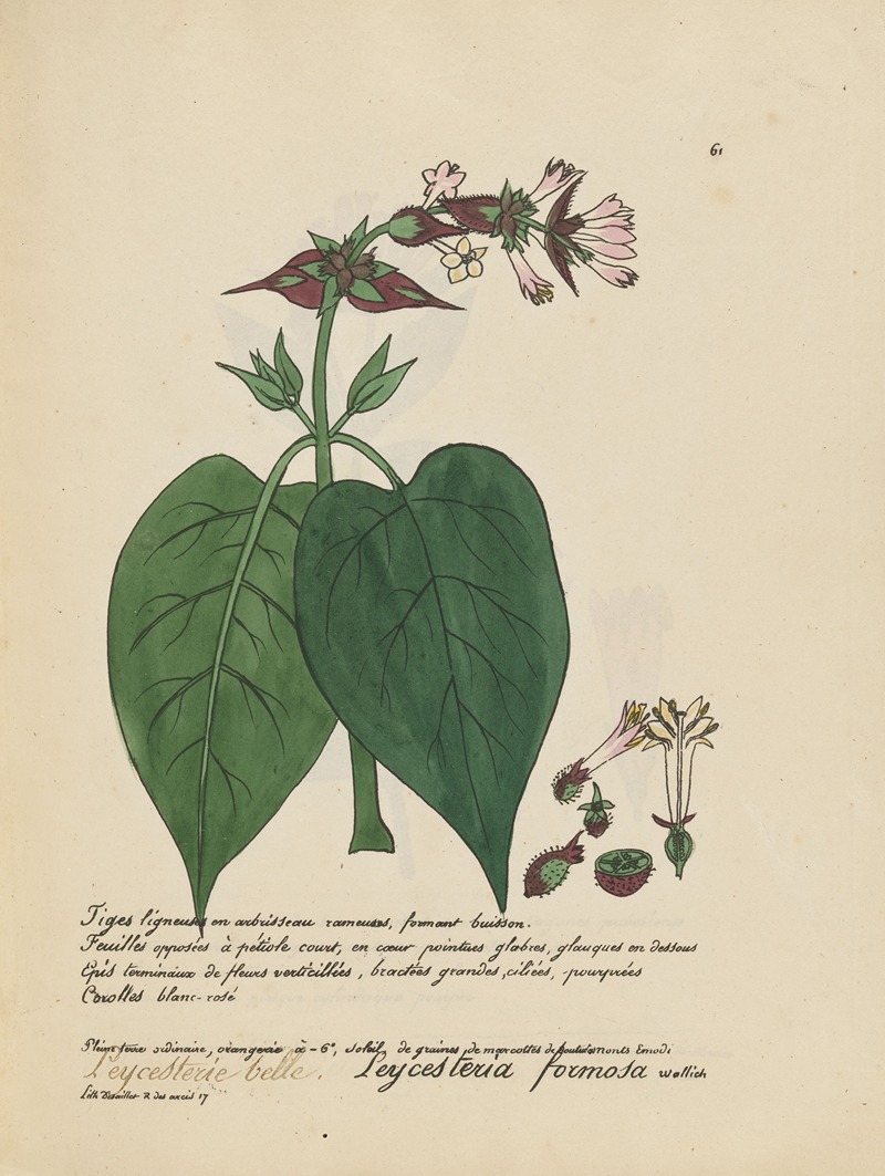 Leycesteria formosa by Jean Baptiste Louis Letellier, 1848-1849 — digital art print download