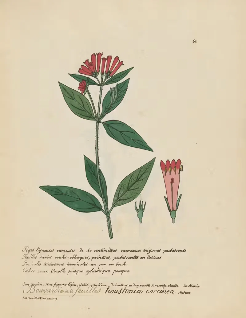Houstonia coccinea by Jean Baptiste Louis Letellier, 1848-1849 — digital art print download