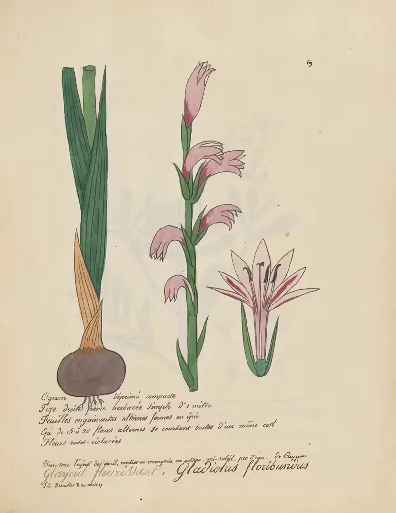 Gladiolus floribundus by Jean Baptiste Louis Letellier, 1848-1849 — digital art print download