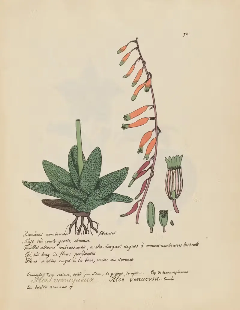 Aloë verrucosa by Jean Baptiste Louis Letellier, 1848-1849 — digital art print download