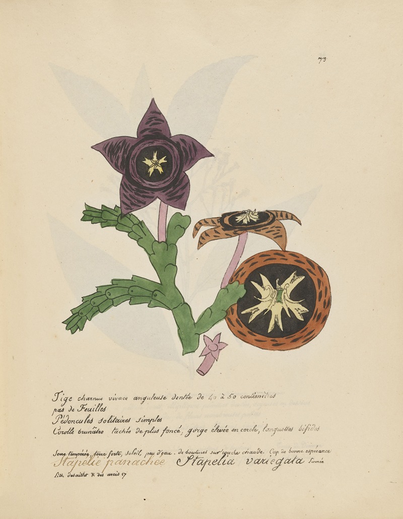 Stapelia variegata by Jean Baptiste Louis Letellier, 1848-1849 — digital art print download