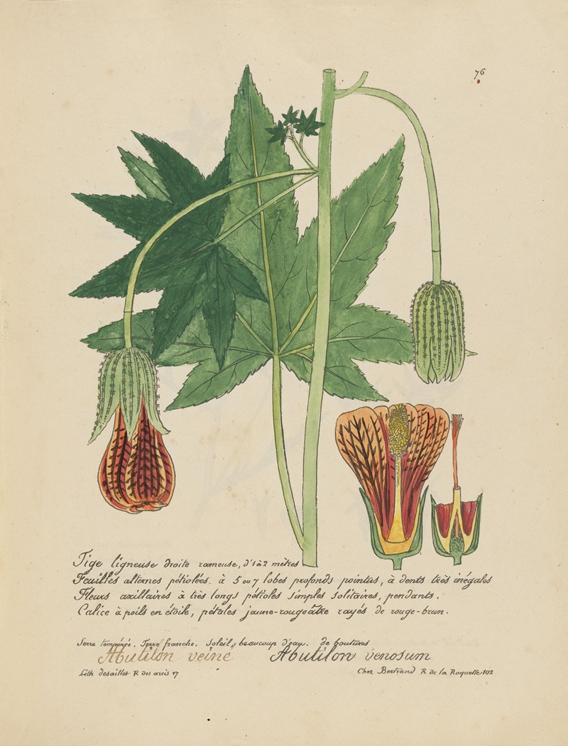 Abutilon venosum by Jean Baptiste Louis Letellier, 1848-1849 — digital art print download