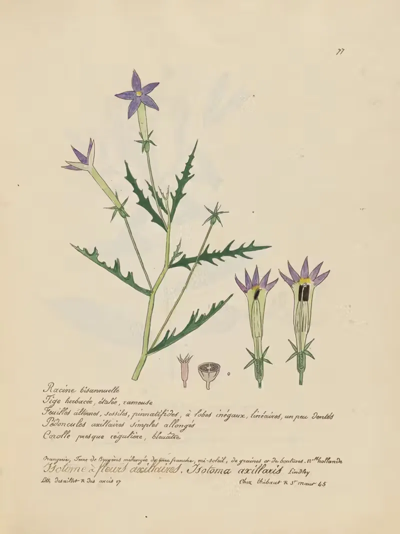 Isotoma axillaris by Jean Baptiste Louis Letellier, 1848-1849 — digital art print download