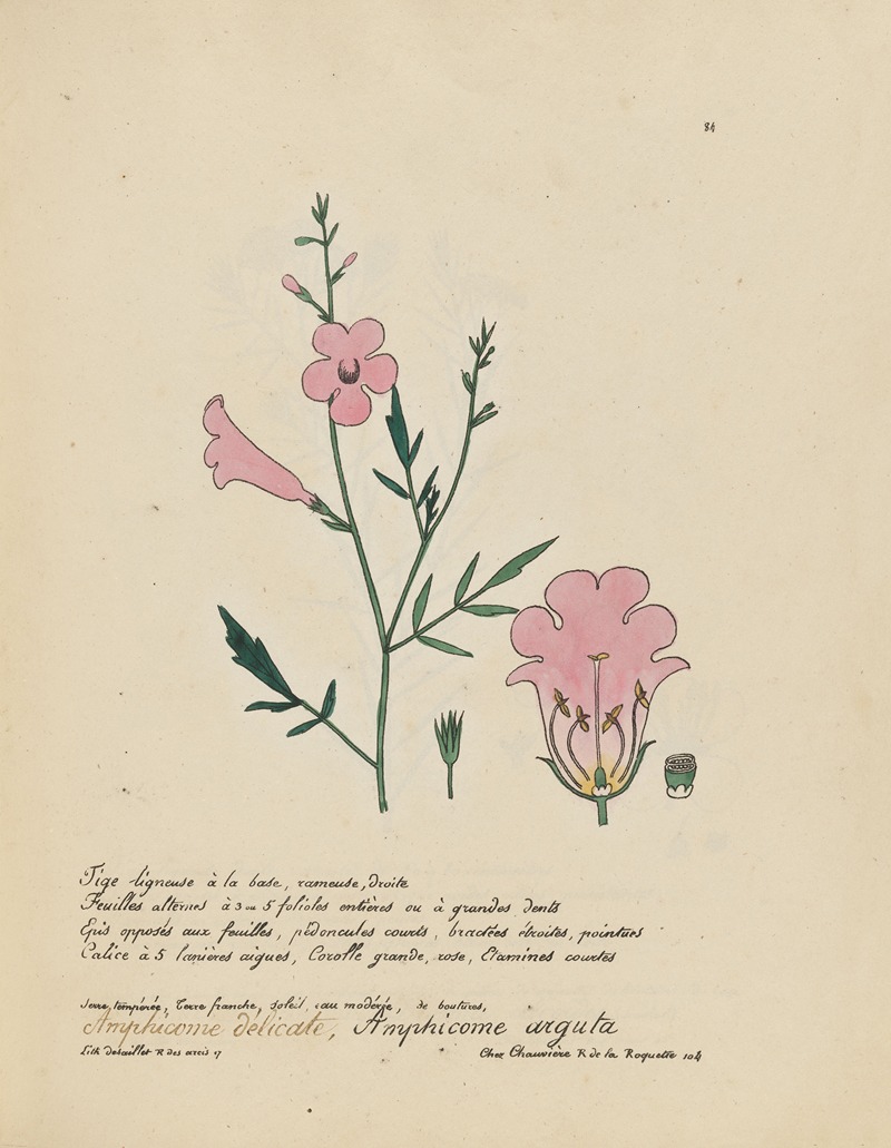 Amphicome arguta by Jean Baptiste Louis Letellier, 1848-1849 — digital art print download