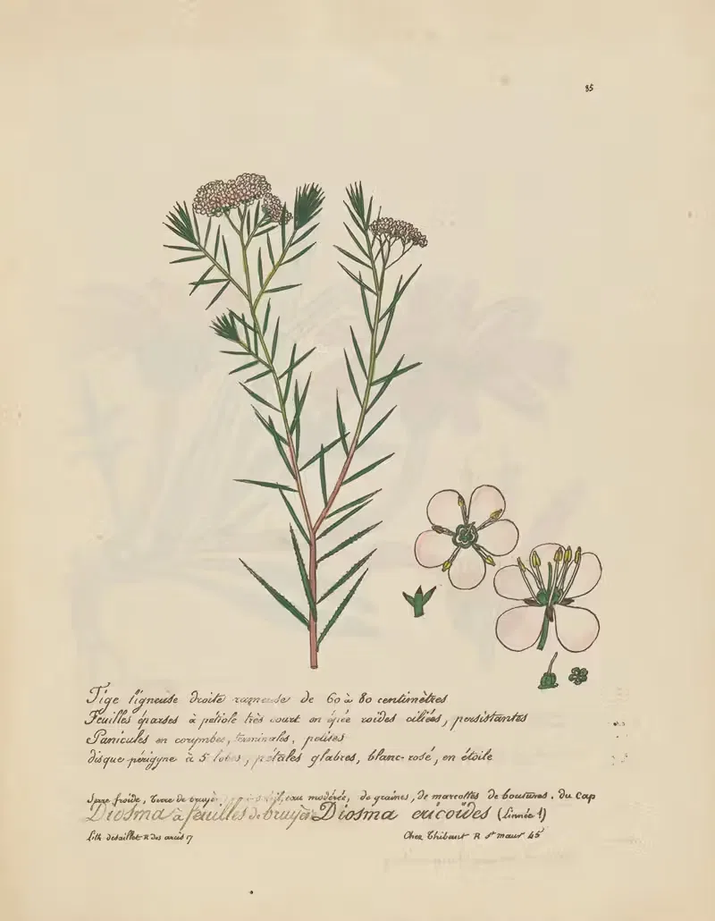 Diosma ericoïdes by Jean Baptiste Louis Letellier, 1848-1849 — digital art print download