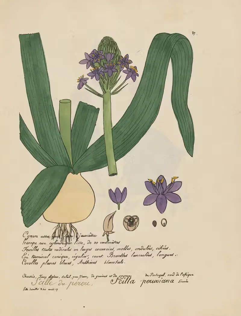 Scilla peruviana by Jean Baptiste Louis Letellier, 1848-1849 — digital art print download