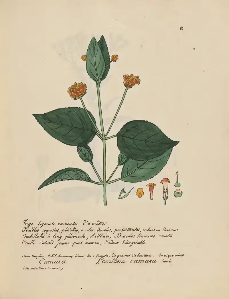 Lantana camara by Jean Baptiste Louis Letellier, 1848-1849 — digital art print download