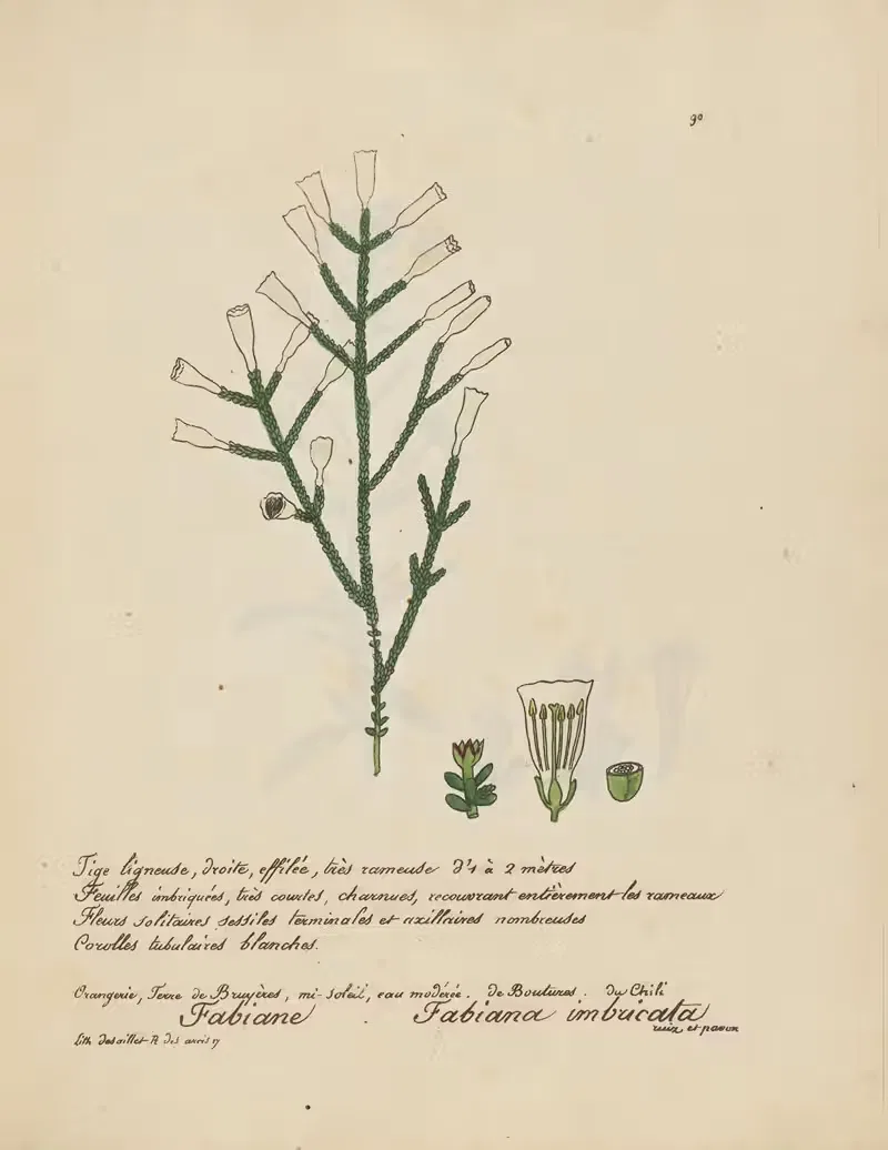 Fabiana imbucata by Jean Baptiste Louis Letellier, 1848-1849 — digital art print download