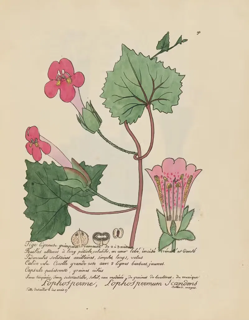 Lophospermum Scandens by Jean Baptiste Louis Letellier, 1848-1849 — digital art print download