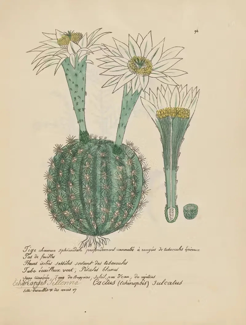 Cactus (Echinopsis) Tulcatus by Jean Baptiste Louis Letellier, 1848-1849 — digital art print download