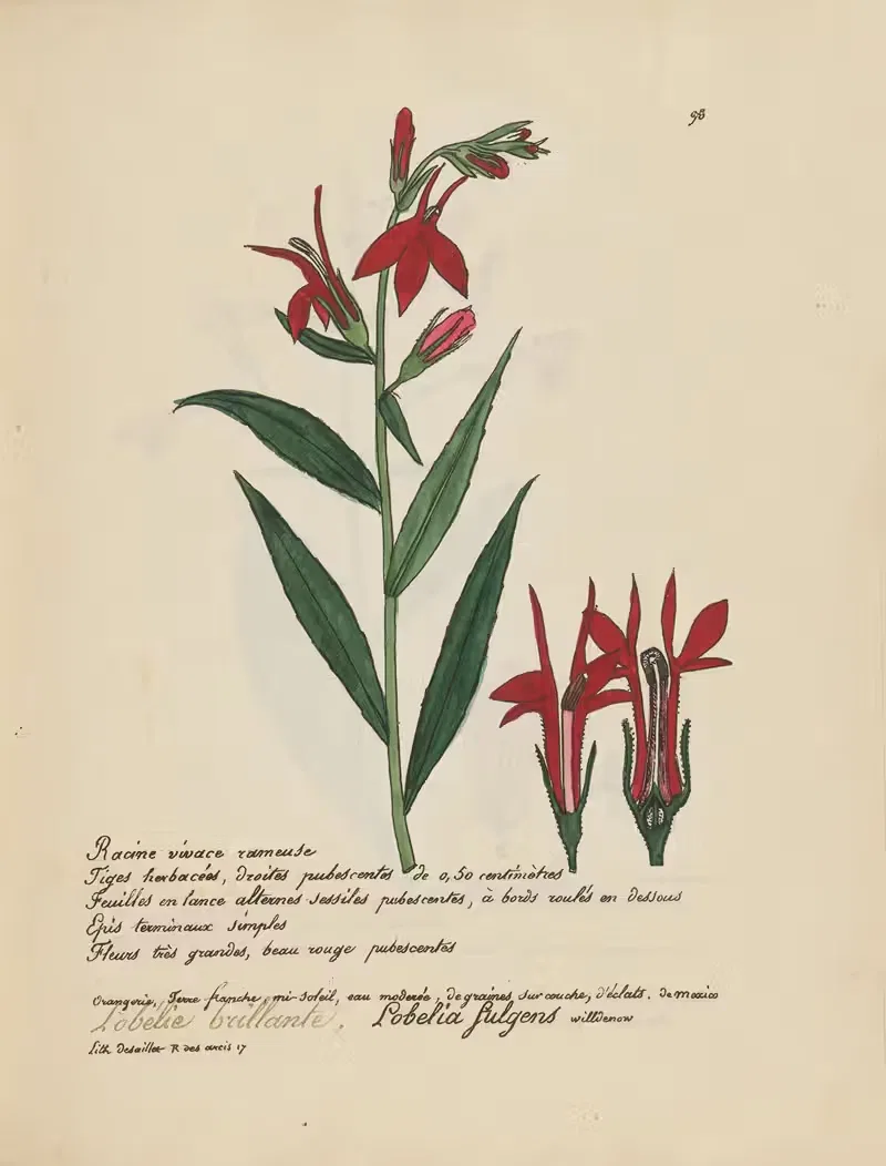 Lobelia fulgens by Jean Baptiste Louis Letellier, 1848-1849 — digital art print download