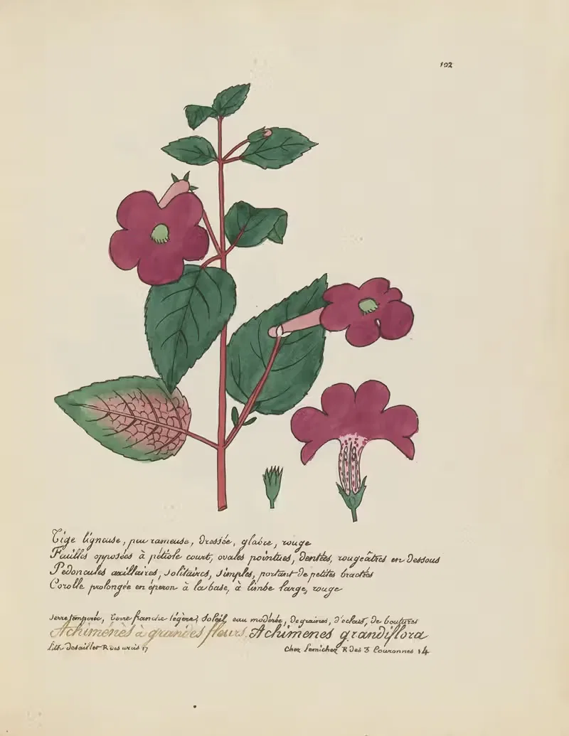 Achimenes grandiflora by Jean Baptiste Louis Letellier, 1848-1849 — digital art print download