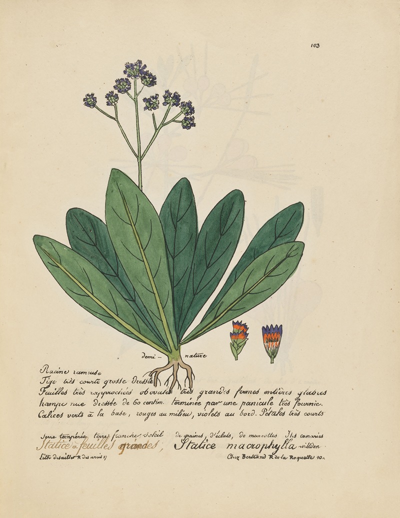 Statice macrophylla by Jean Baptiste Louis Letellier, 1848-1849 — digital art print download