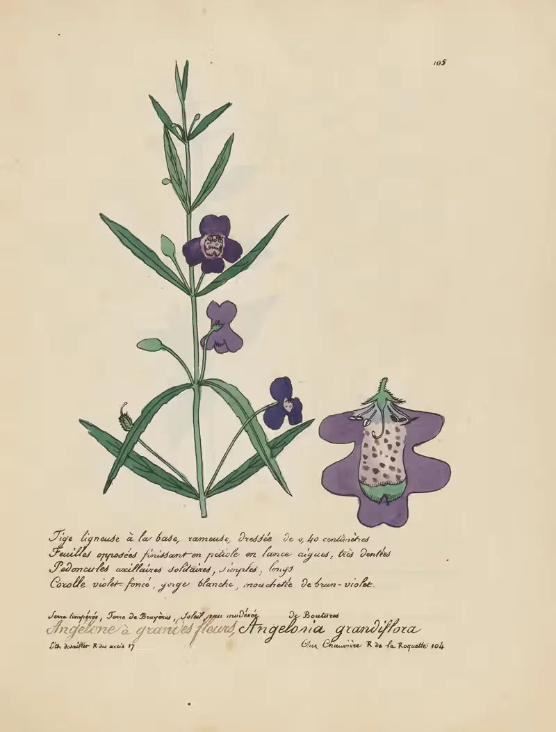 Angelonia grandiflora by Jean Baptiste Louis Letellier, 1848-1849 — digital art print download