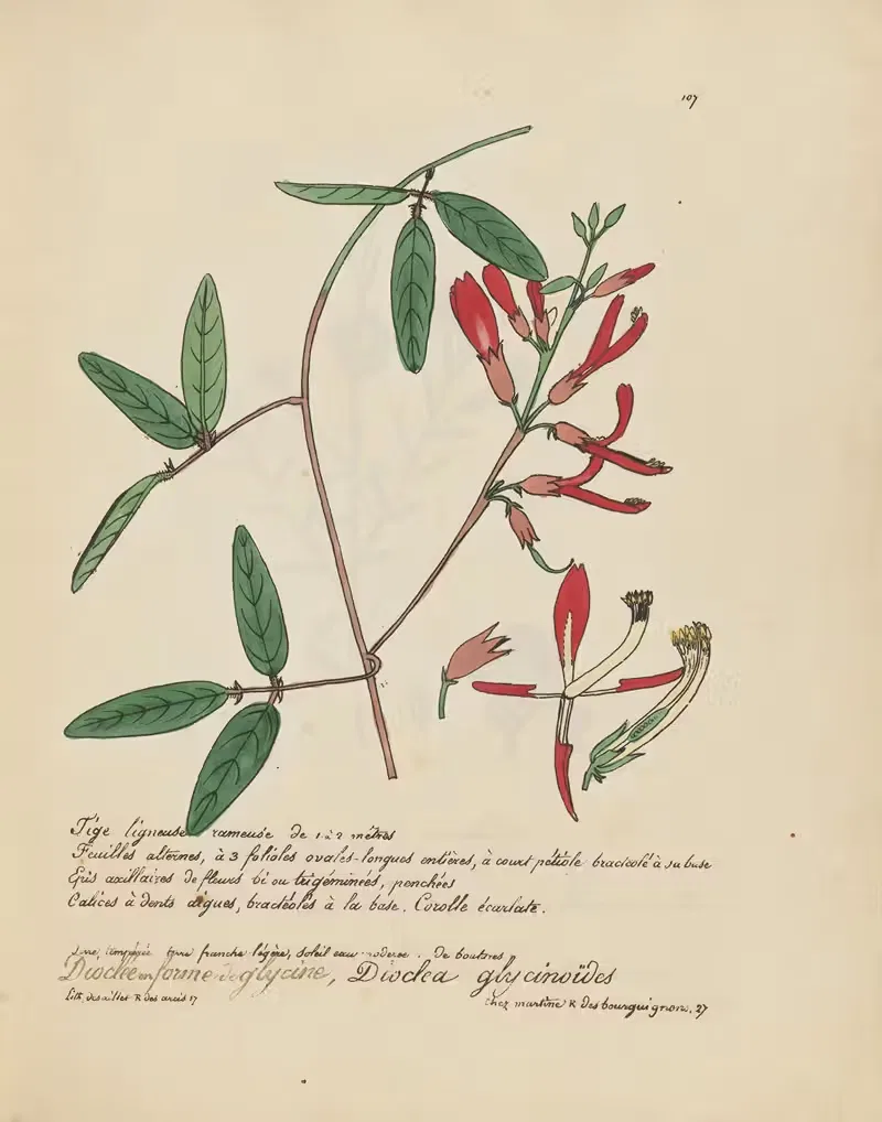 Dioclea glycinoïdes — Jean Baptiste Louis Letellier