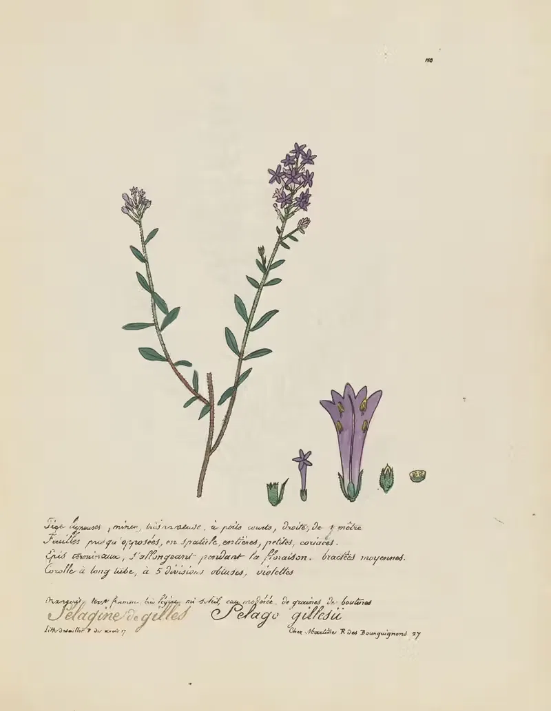Selago gillesii by Jean Baptiste Louis Letellier, 1848-1849 — digital art print download