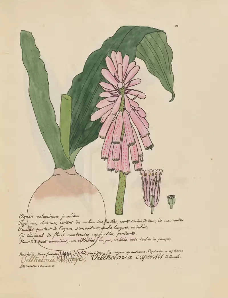 Veltheimia capensis by Jean Baptiste Louis Letellier, 1848-1849 — digital art print download