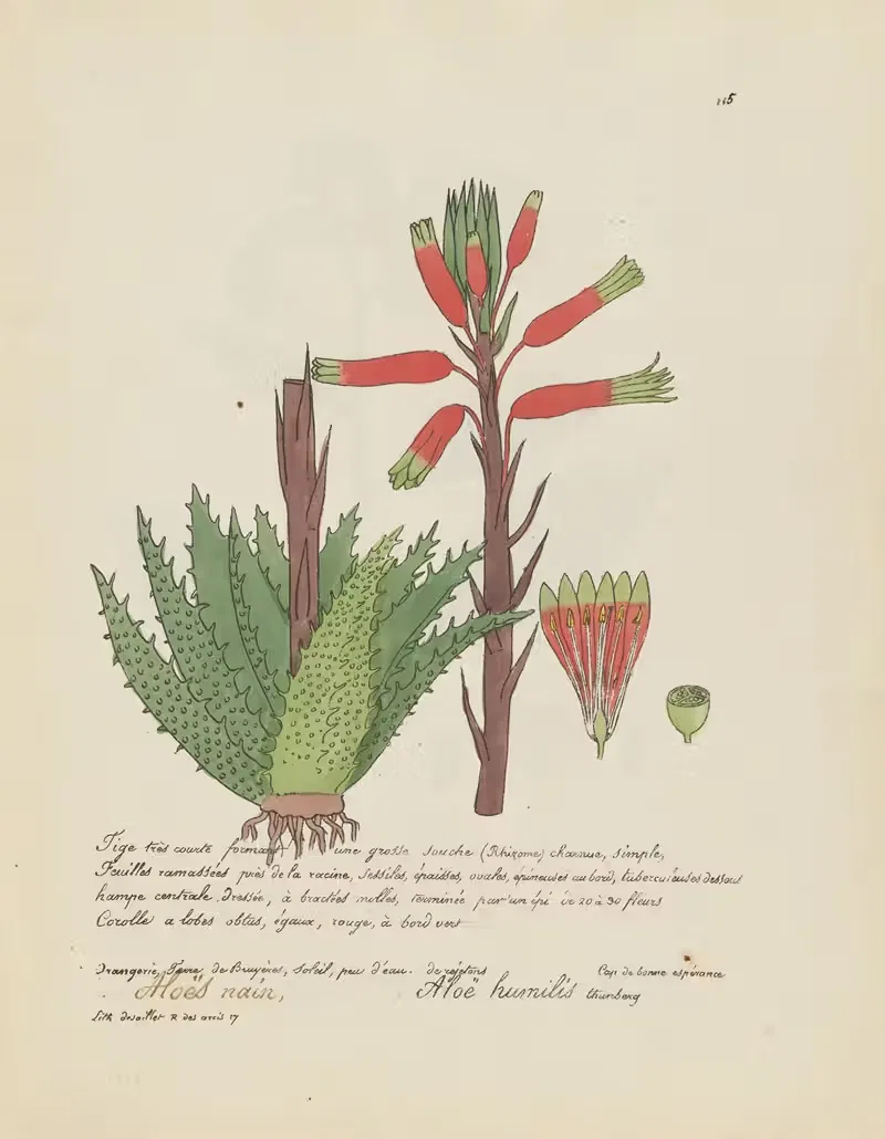 Aloë humilis by Jean Baptiste Louis Letellier, 1848-1849 — digital art print download