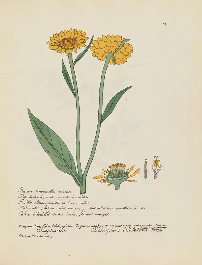 Elichrysum bracteatum by Jean Baptiste Louis Letellier, 1848-1849 — digital art print download