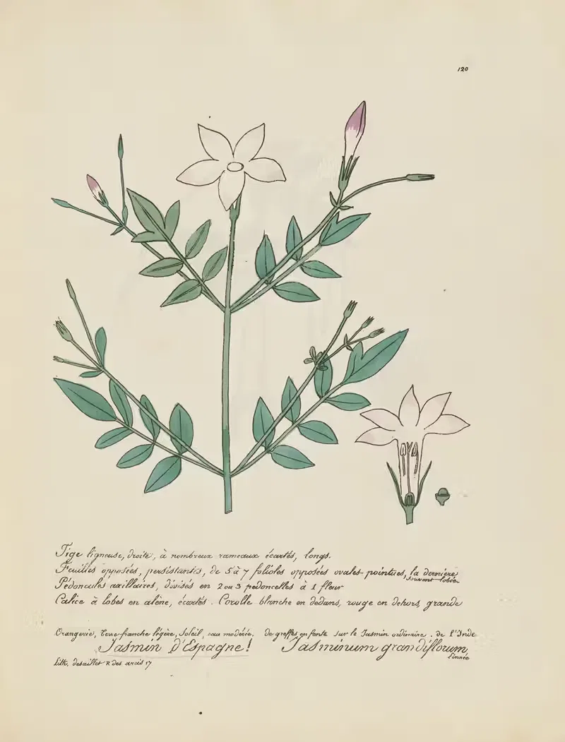 Jasminum grandiflorum by Jean Baptiste Louis Letellier, 1848-1849 — digital art print download