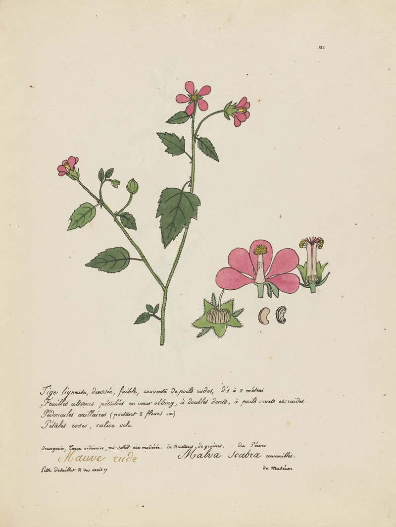 Malva scabra by Jean Baptiste Louis Letellier, 1848-1849 — digital art print download