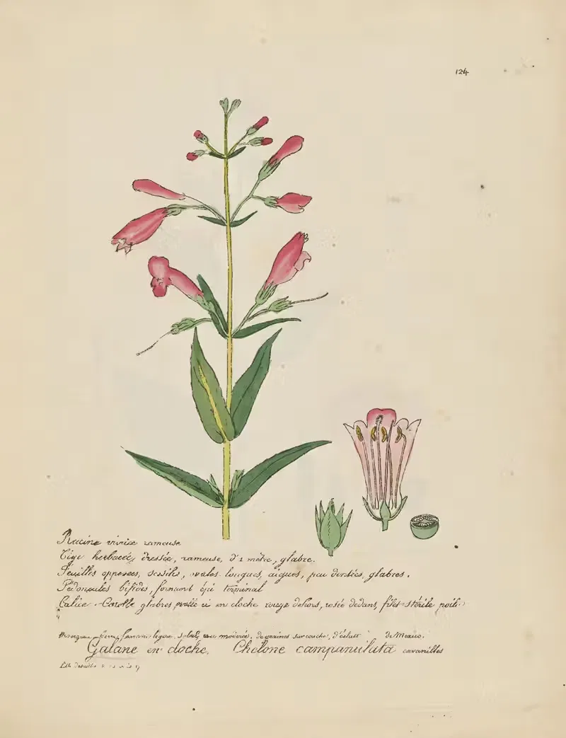 Chelone campanulata by Jean Baptiste Louis Letellier, 1848-1849 — digital art print download
