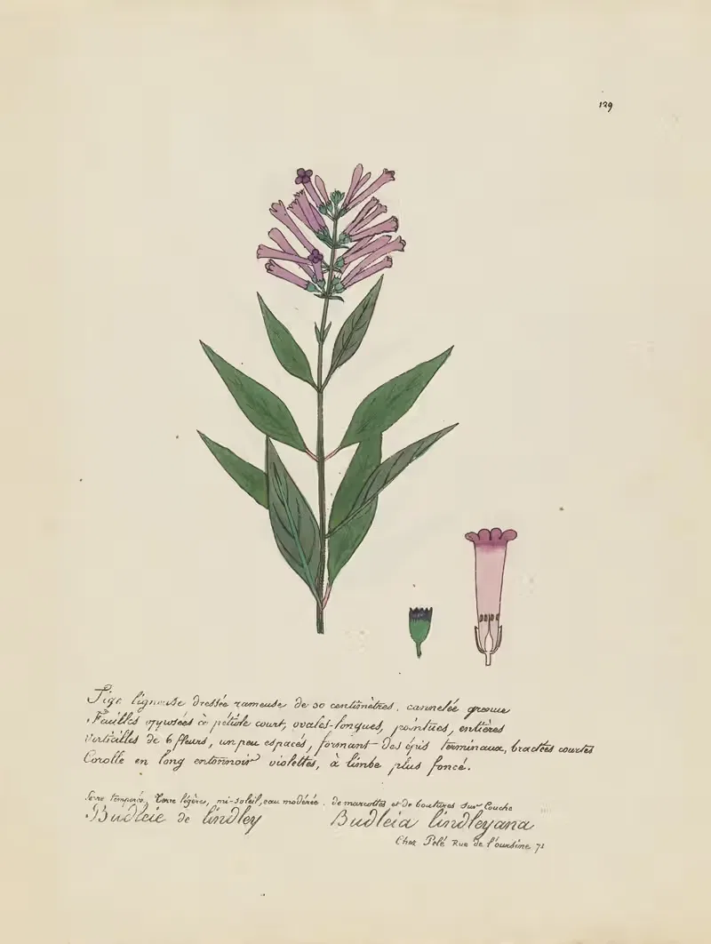 Budleia lindleyana by Jean Baptiste Louis Letellier, 1848-1849 — digital art print download