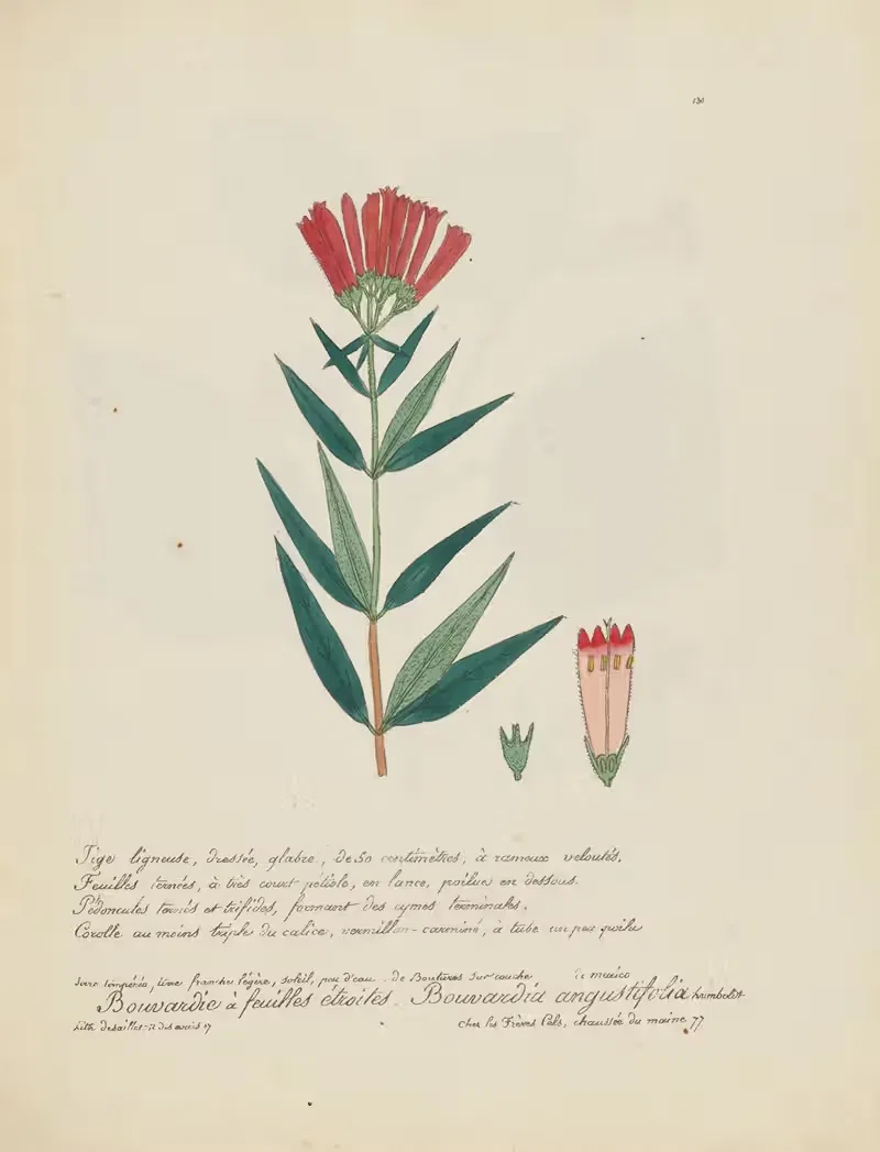 Bouvardia angustifolia by Jean Baptiste Louis Letellier, 1848-1849 — digital art print download