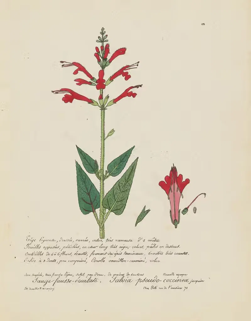 Salvia pseudo-coccinea by Jean Baptiste Louis Letellier, 1848-1849 — digital art print download