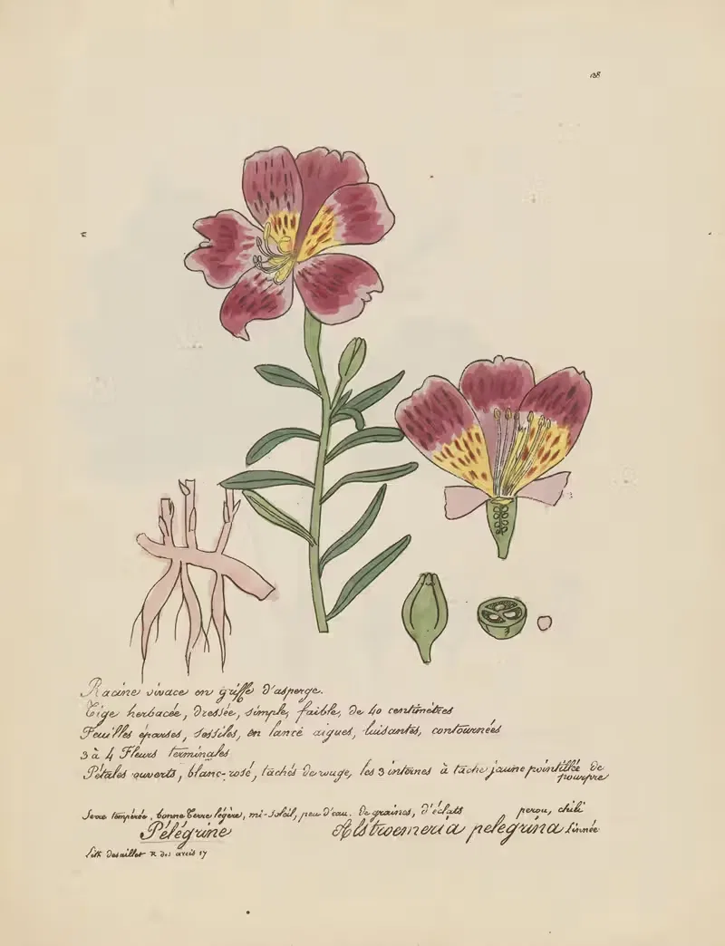 Alstroemeria pelegrina by Jean Baptiste Louis Letellier, 1848-1849 — digital art print download