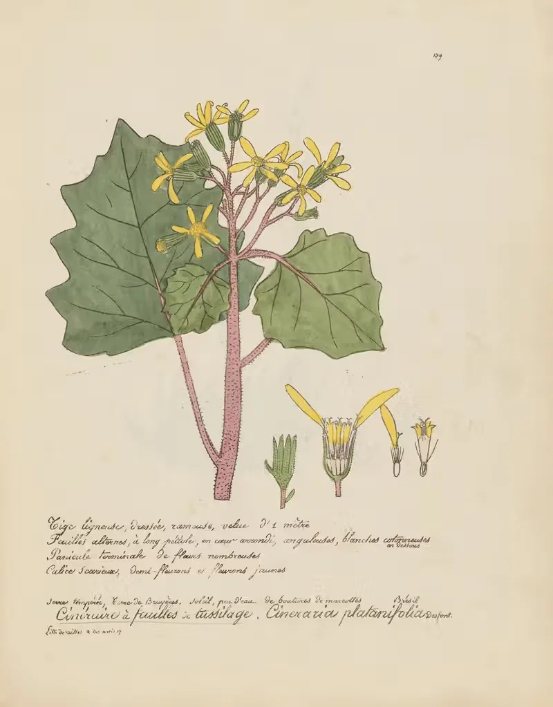 Cineraria platanifolia by Jean Baptiste Louis Letellier, 1848-1849 — digital art print download