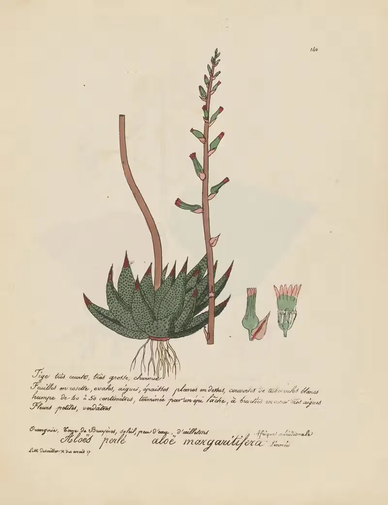 Aloë margaritifera by Jean Baptiste Louis Letellier, 1848-1849 — digital art print download