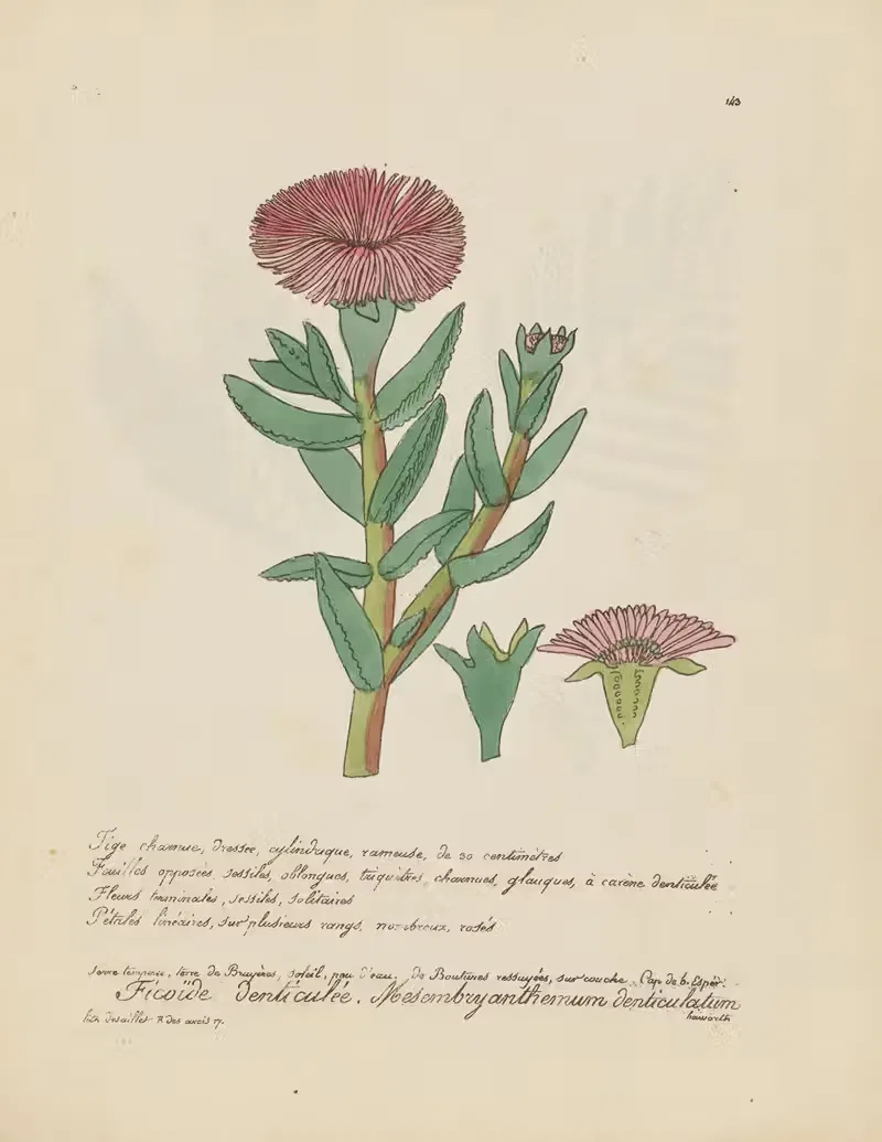 Mesembryanthemum denticulatum by Jean Baptiste Louis Letellier, 1848-1849 — digital art print download