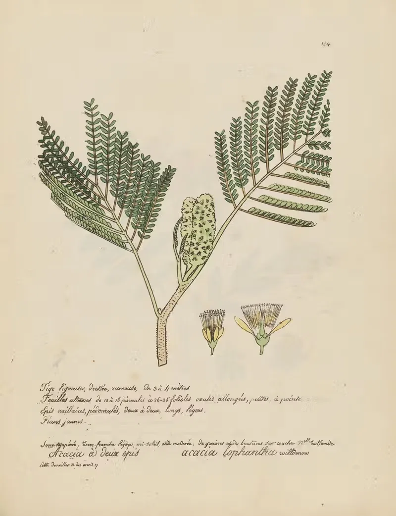 Acacia lophantha by Jean Baptiste Louis Letellier, 1848-1849 — digital art print download