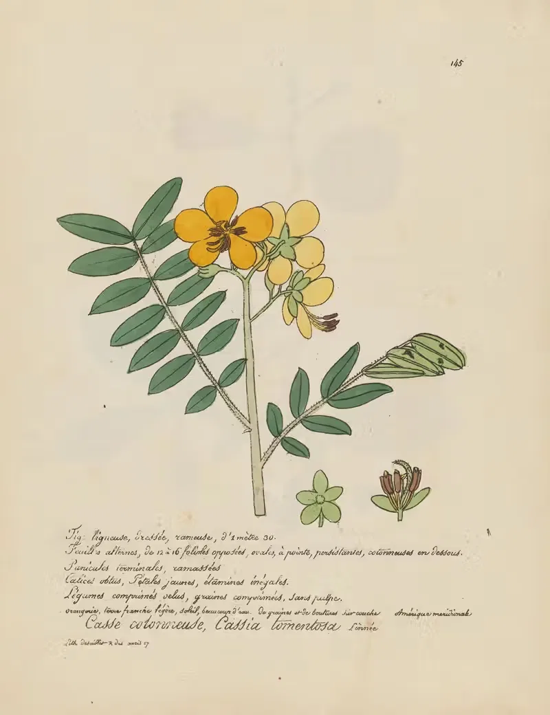 Cassia tomentosa by Jean Baptiste Louis Letellier, 1848-1849 — digital art print download