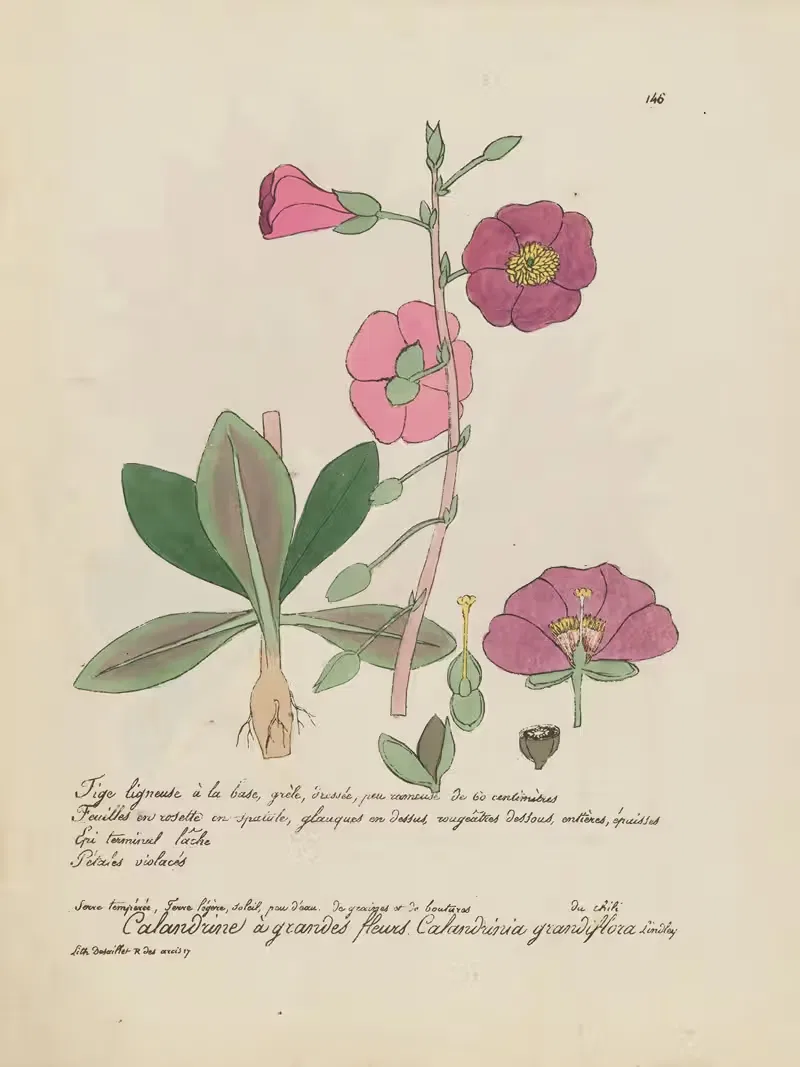 Calandrinia grandiflora by Jean Baptiste Louis Letellier, 1848-1849 — digital art print download