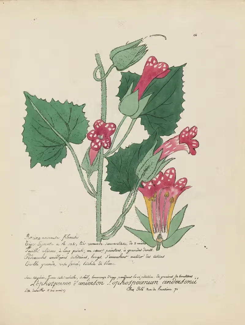 Lophospermum andersonii by Jean Baptiste Louis Letellier, 1848-1849 — digital art print download