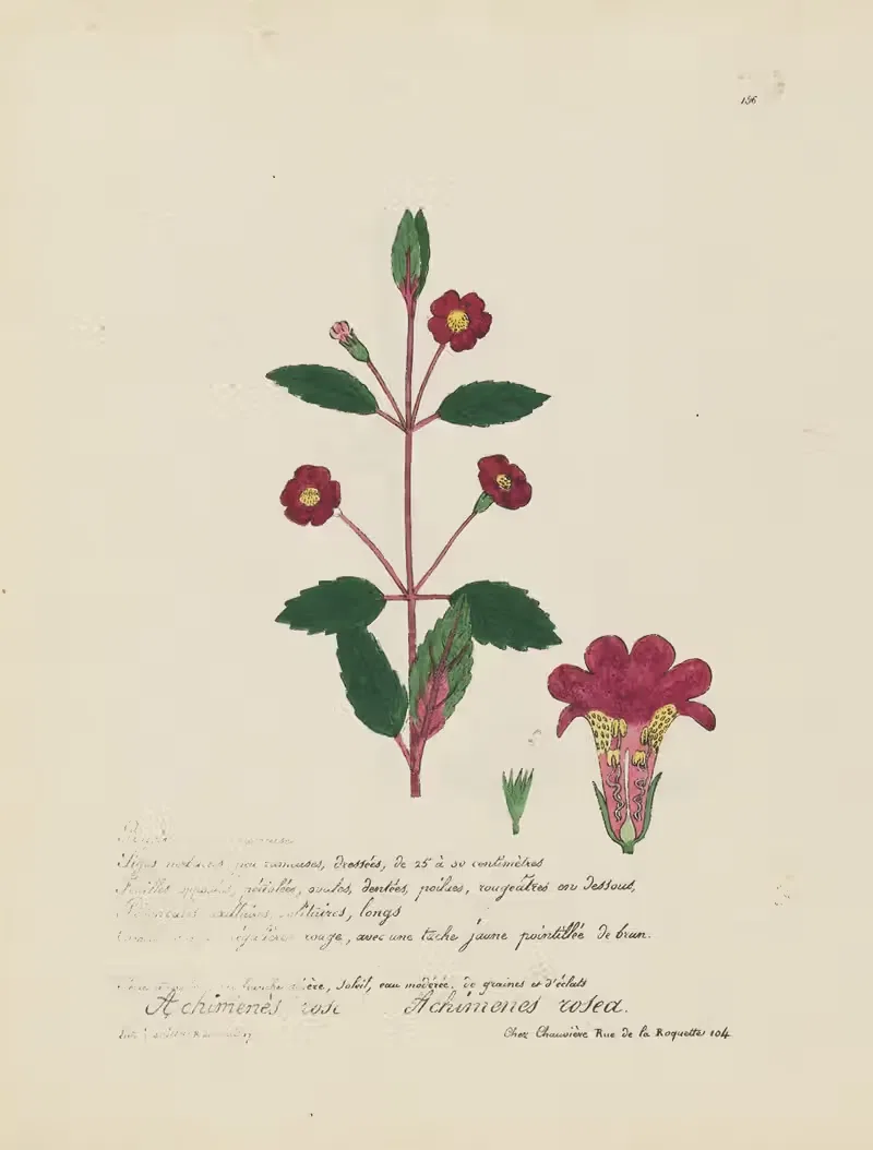 Achimenes rosea by Jean Baptiste Louis Letellier, 1848-1849 — digital art print download