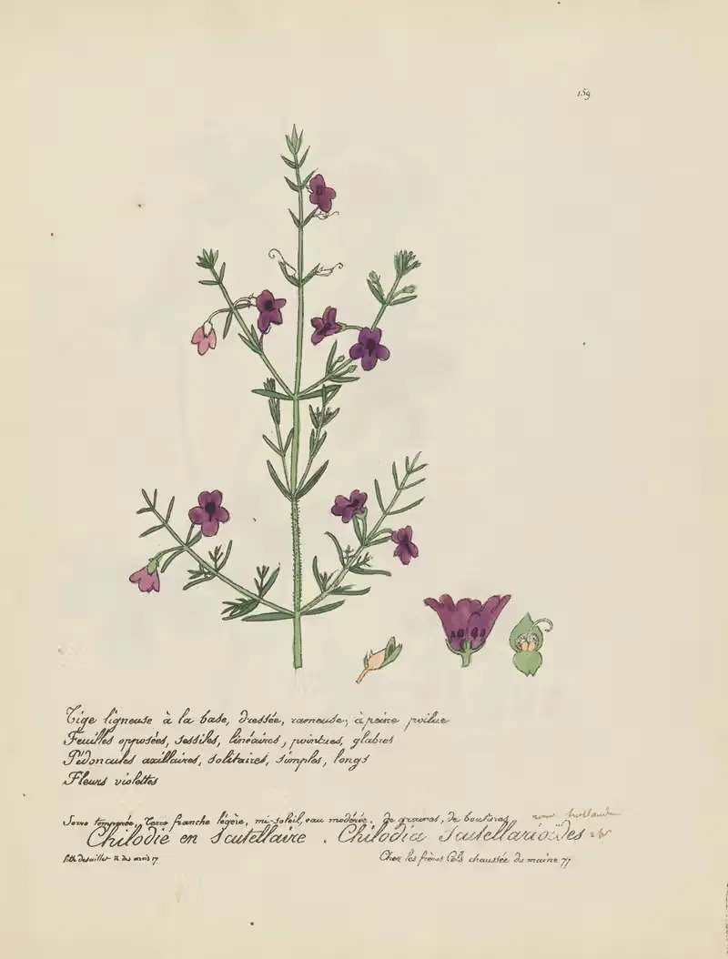 Chilodia scutellariöides — Jean Baptiste Louis Letellier