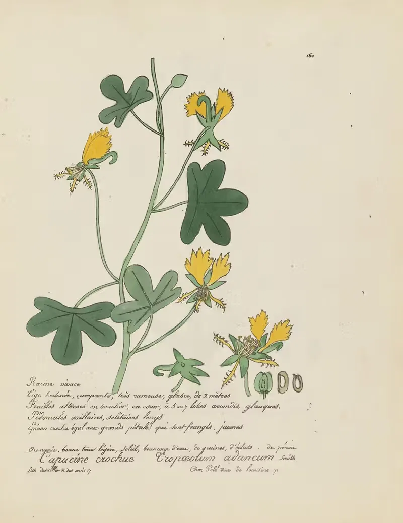 Tropaeolum aduncum by Jean Baptiste Louis Letellier, 1848-1849 — digital art print download
