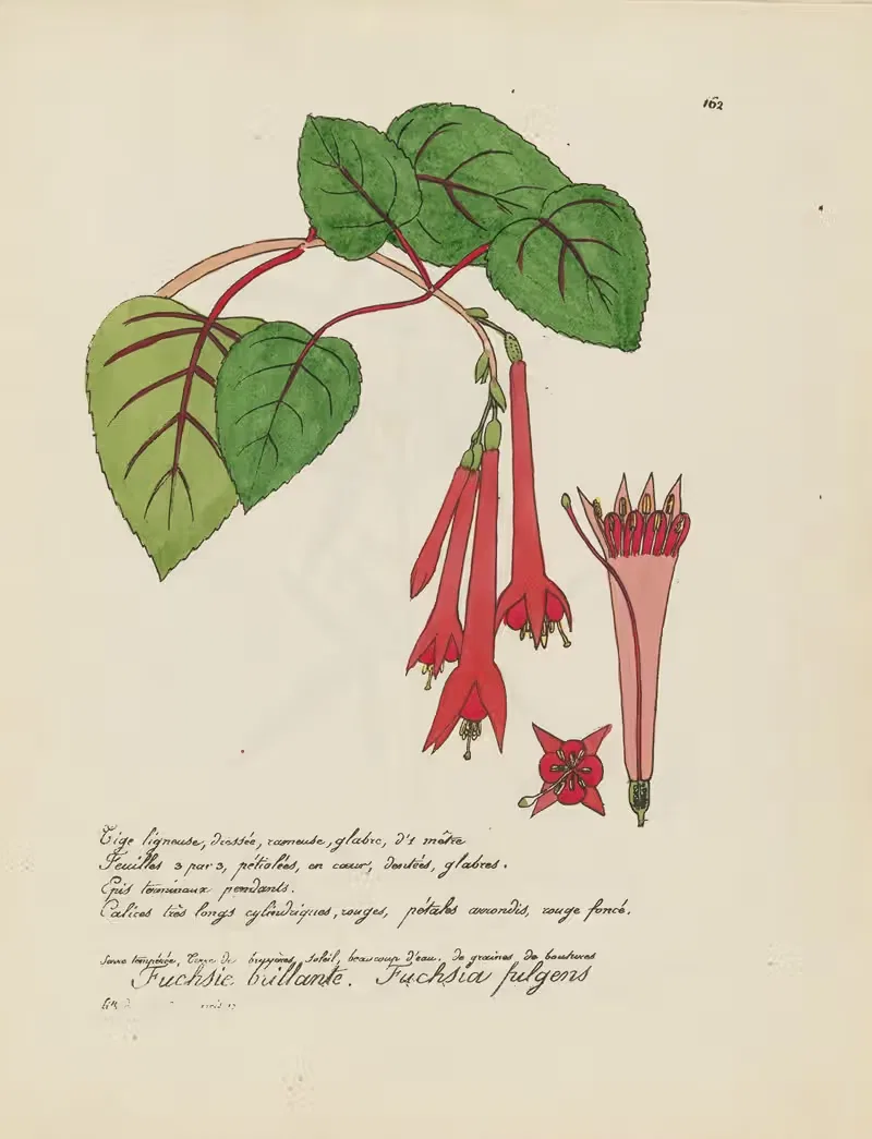 Fuchsia fulgens by Jean Baptiste Louis Letellier, 1848-1849 — digital art print download