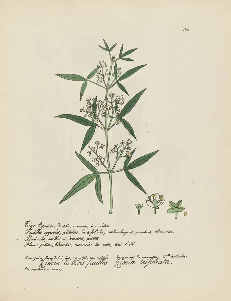 Zieria trifoliata by Jean Baptiste Louis Letellier, 1848-1849 — digital art print download