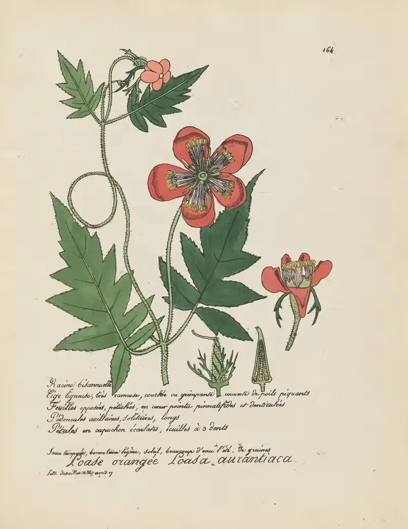Loasa aurantiaca by Jean Baptiste Louis Letellier, 1848-1849 — digital art print download